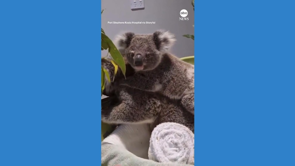 Koalas Show Remarkable Recovery in Video After Car Accidents