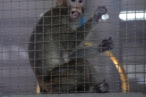 Protest Erupts Against Proposed $400 Million Monkey-Breeding Facility in Southwest Georgia
