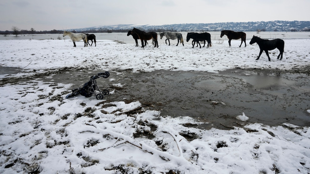 Serbian Authorities Take Action to Rescue Stranded Cows and Horses on River Island Amid Harsh Winter Conditions