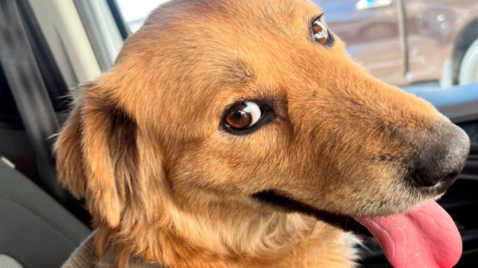 Dog successfully rescued after being trapped inside a shipping container for over a week at a Texas port