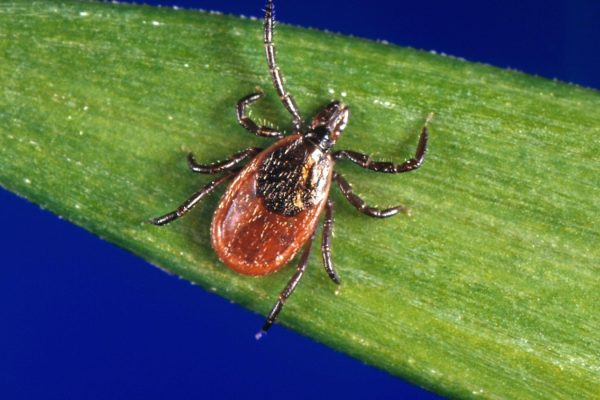 Increase in Lyme Disease Cases in the US by Nearly 70% in 2022 Attributed to Revised Reporting Methods