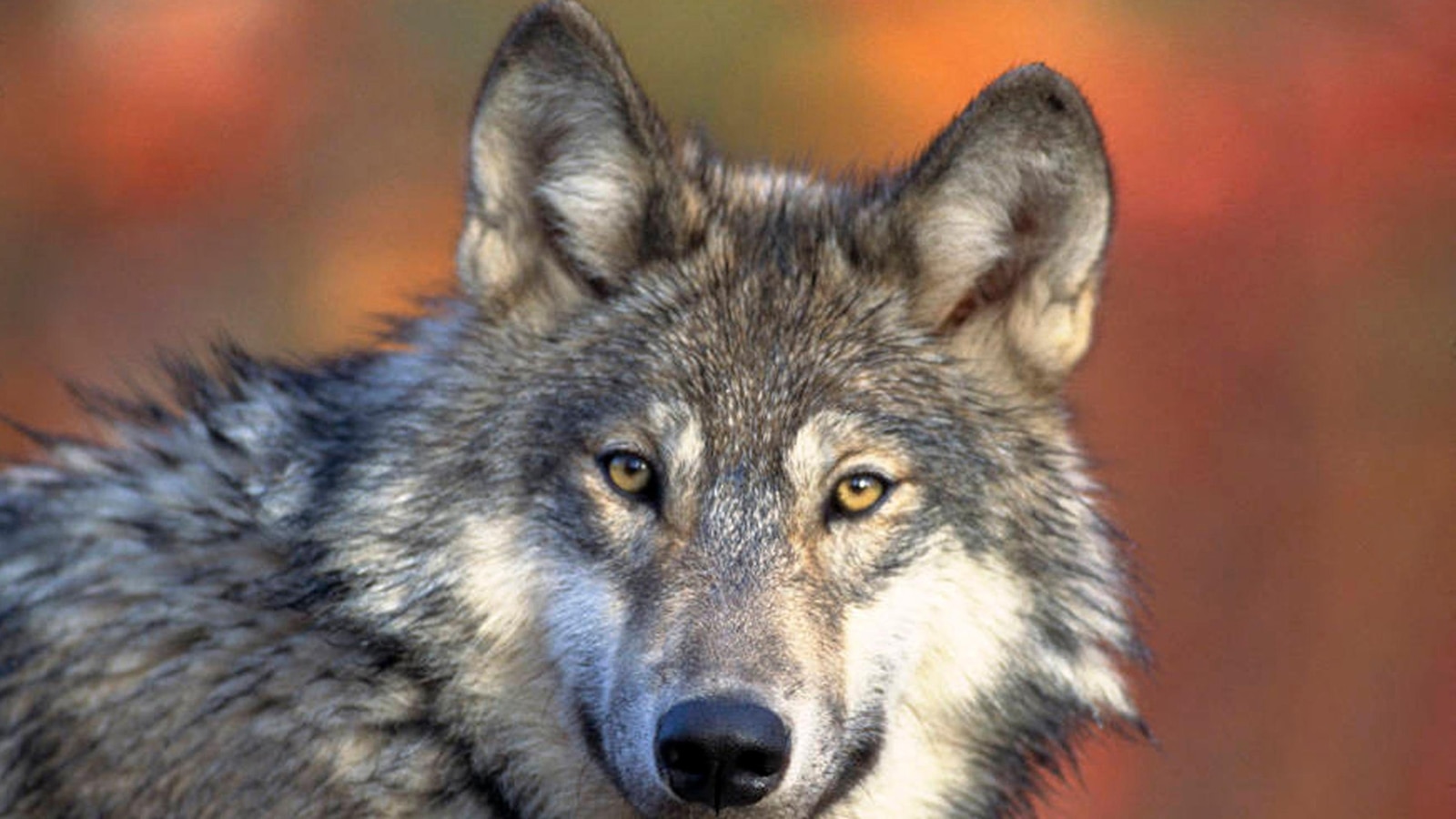 Reward of $50,000 available for any information regarding the deaths of 3 endangered gray wolves in Oregon