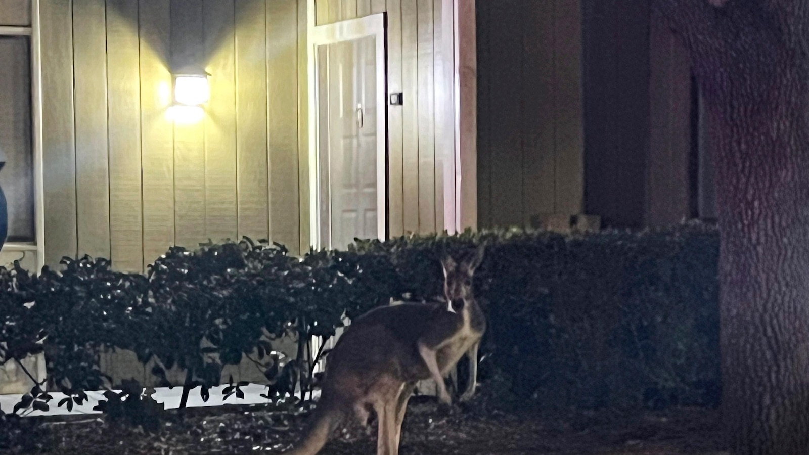 Sheriff's deputies successfully capture stray kangaroo near pool at Florida apartment complex