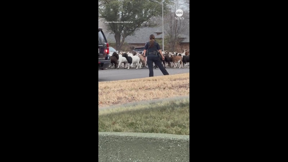 Texas Police Assist in Herding Escaped Goats to Safety