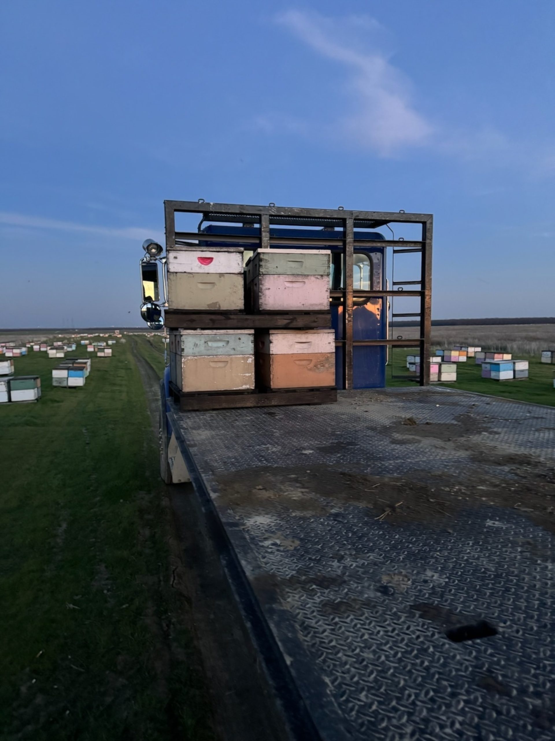 Theft Alert: Approximately 100 Beehives Stolen from Field in California's Central Valley