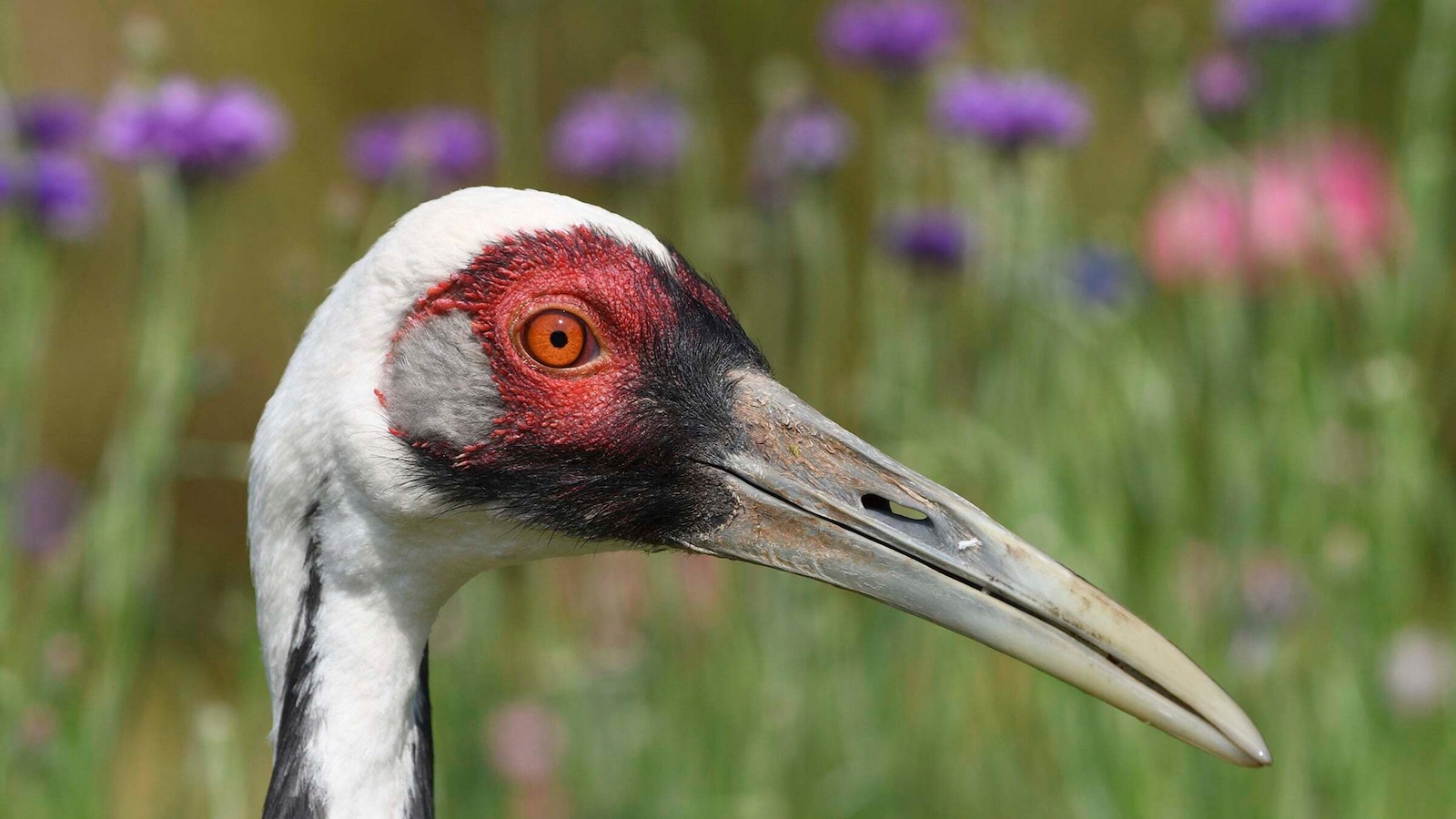 White-naped crane, known for its special bond with a zookeeper, passes away at the age of 42