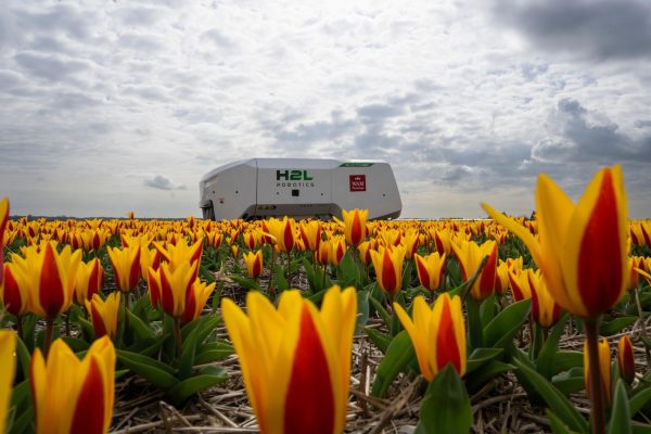 AI robot detects sick tulips to prevent disease spread in Dutch bulb fields