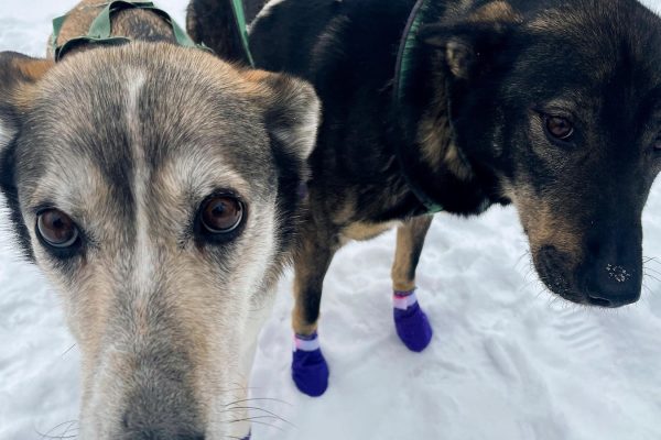 Alaska's Iditarod dogs receive neon visibility harnesses following fatal training accidents