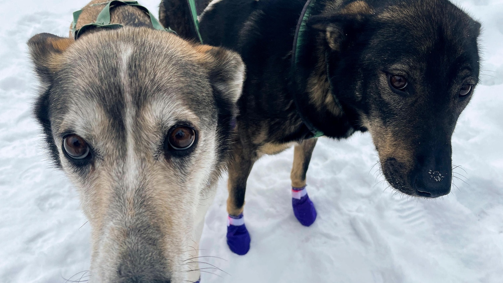 Alaska's Iditarod dogs receive neon visibility harnesses following fatal training accidents