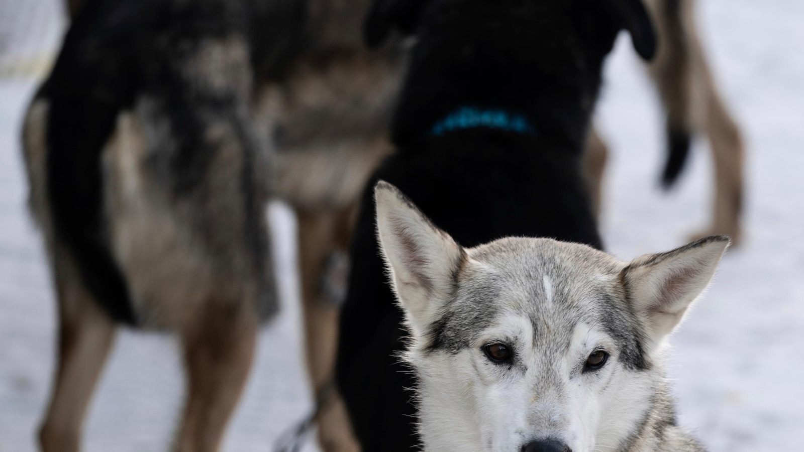 Calls for End to Iditarod Renewed Following Recent Dog Deaths in the Endurance Race with Strong Ties to Alaska Tradition