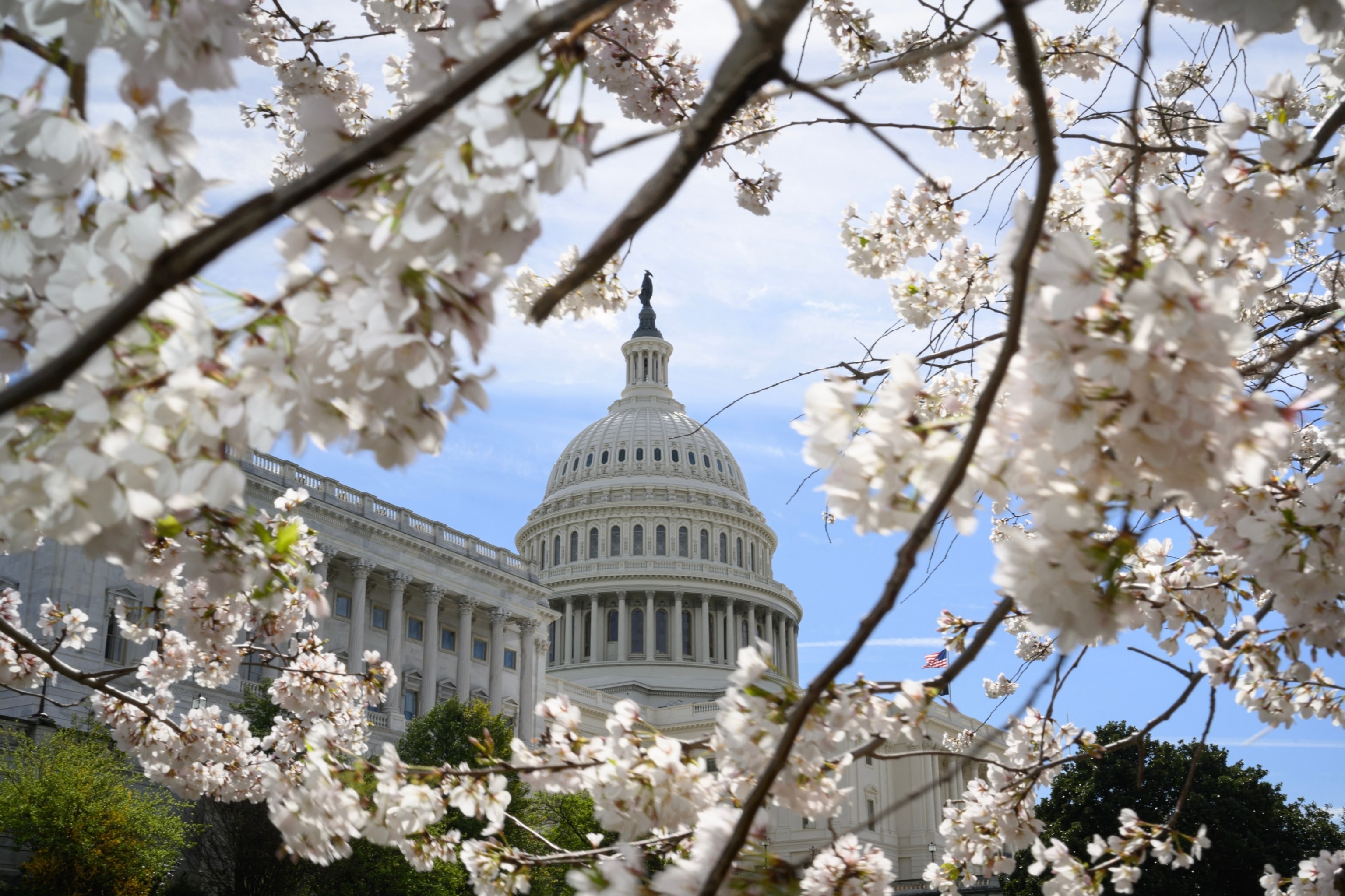 PHOTO: Cherry blossoms are seen in front of the U.S. Capitol, March 18, 2024, in Washington.