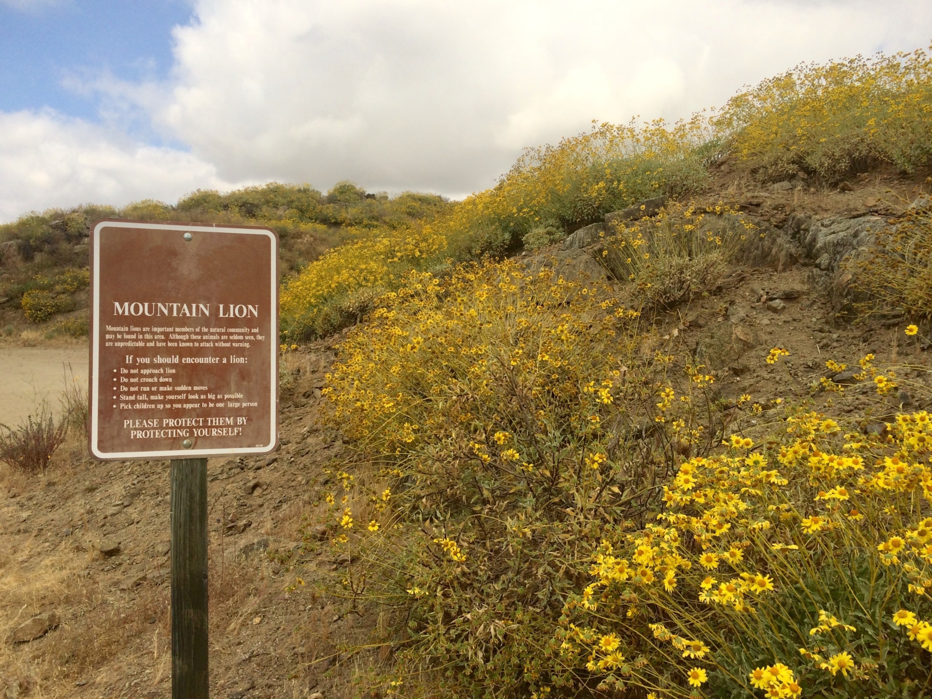 PHOTO: A mountain lion warning sign on the Diamond Valley Lake Wildflower Trail during California's 2017 super bloom.