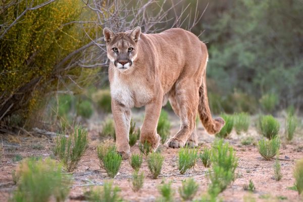 Man killed and brother injured in first fatal California mountain lion attack in two decades