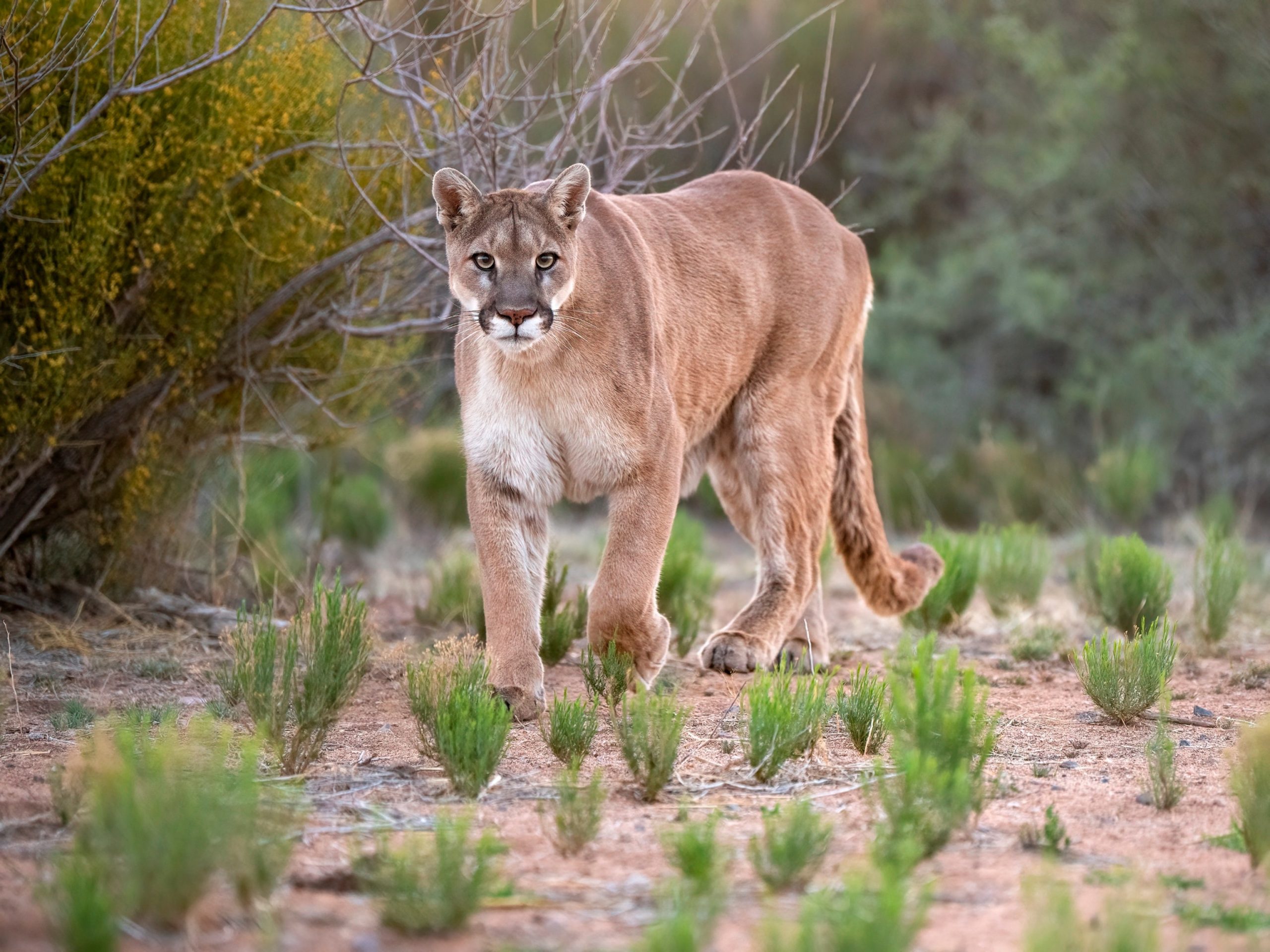 Man killed and brother injured in first fatal California mountain lion attack in two decades