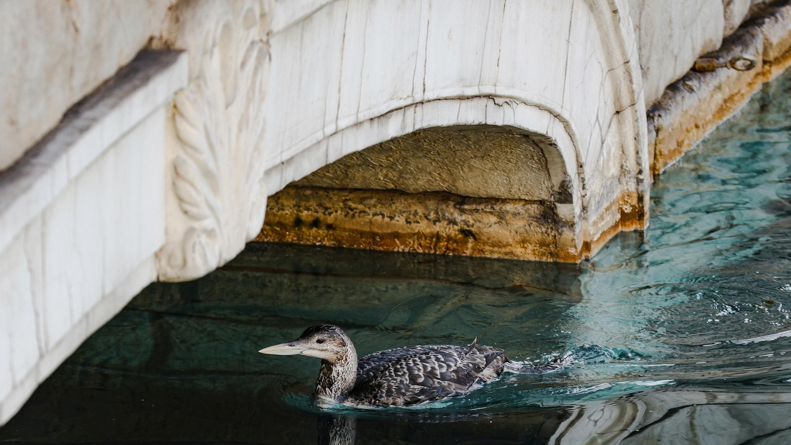 Rare Bird Visits Bellagio, Prompting Pause of Fountain Show in Las Vegas