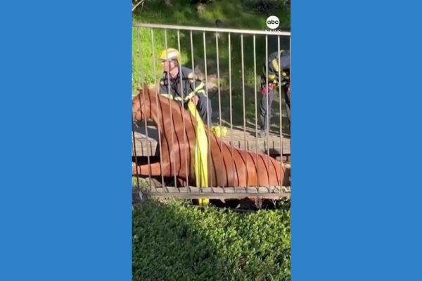 Rescue Operation Successfully Retrieves Horse from Trench in California