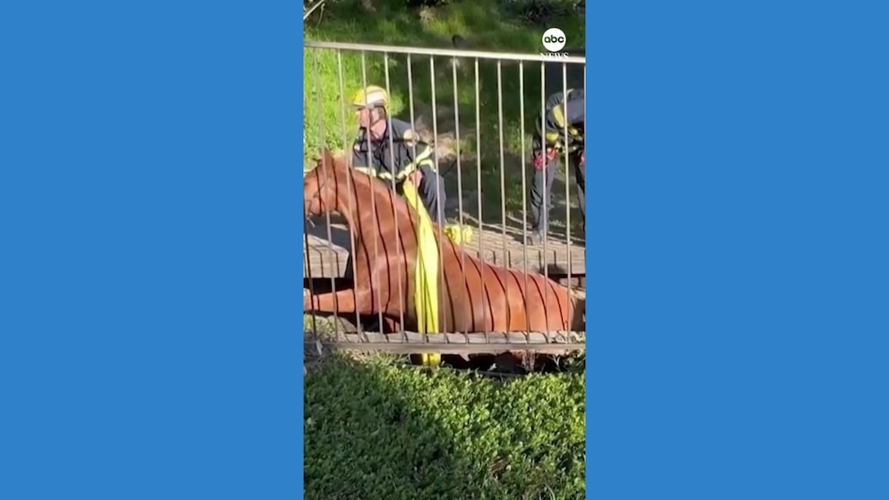 Rescue Operation Successfully Retrieves Horse from Trench in California