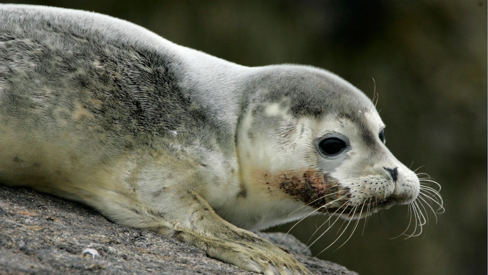 The Impact of Bird Flu on Seal Populations: Challenges in Slowing the Spread