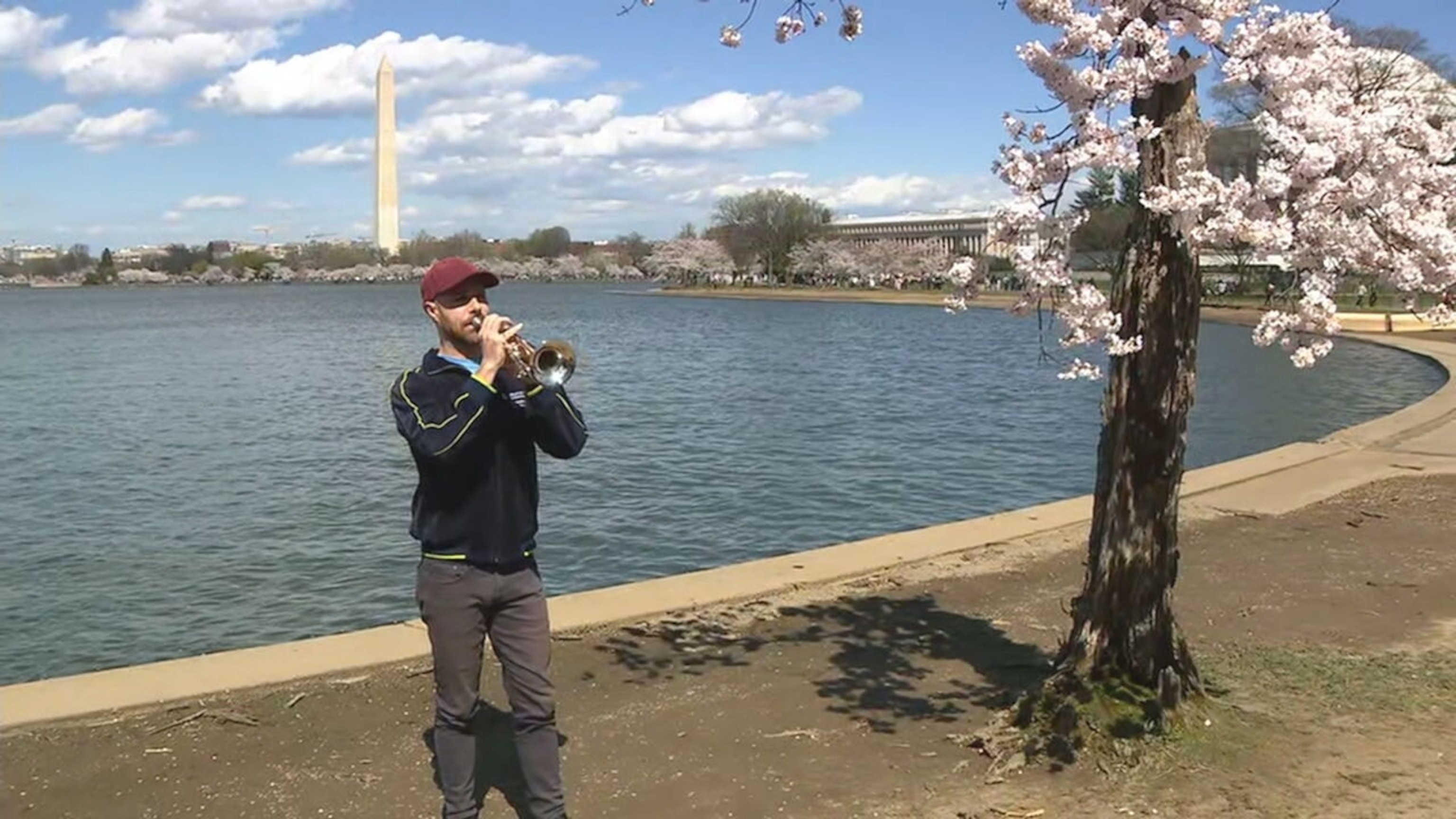 PHOTO: In this screen grab from a video, National Symphony Orchestra trumpeter Michael Harper plays a song next to the cherry tree nicknamed Stumpy, at the Tidal Basin in Washington, D.C., on March 20, 2024.