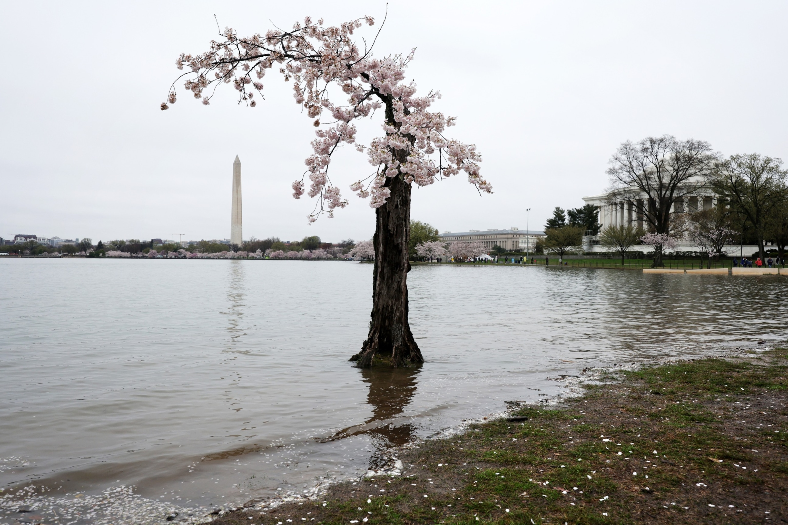 PHOTO: In this March 25, 2023, file photo, the cherry tree nicknamed "Stumpy" stands in high tide water amid cherry blossoms in peak bloom in Washington, D.C. 