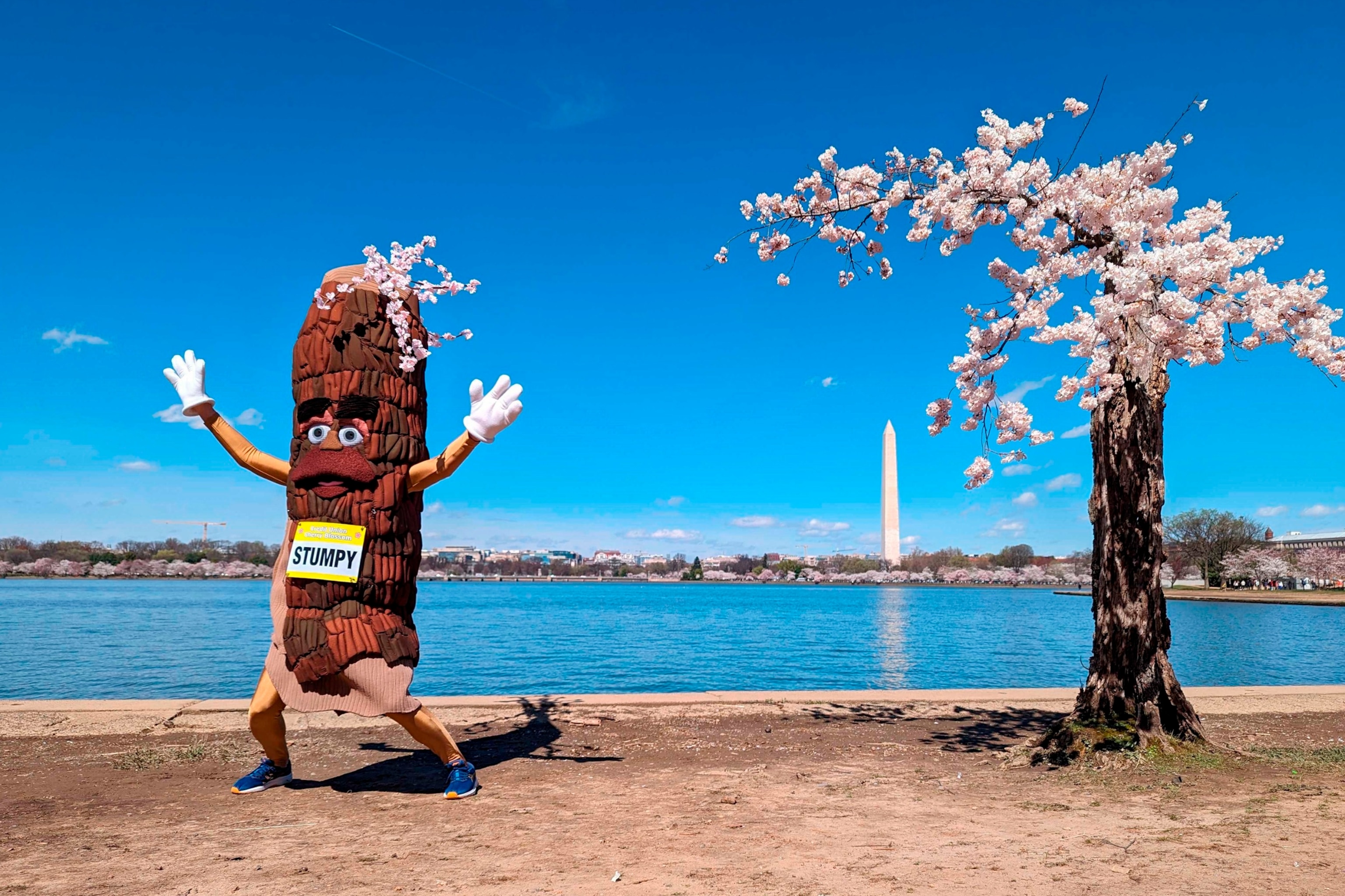 PHOTO: Stumpy the mascot dances near 'Stumpy' the cherry tree at the tidal basin in Washington, D.C., on March 19, 2024. 