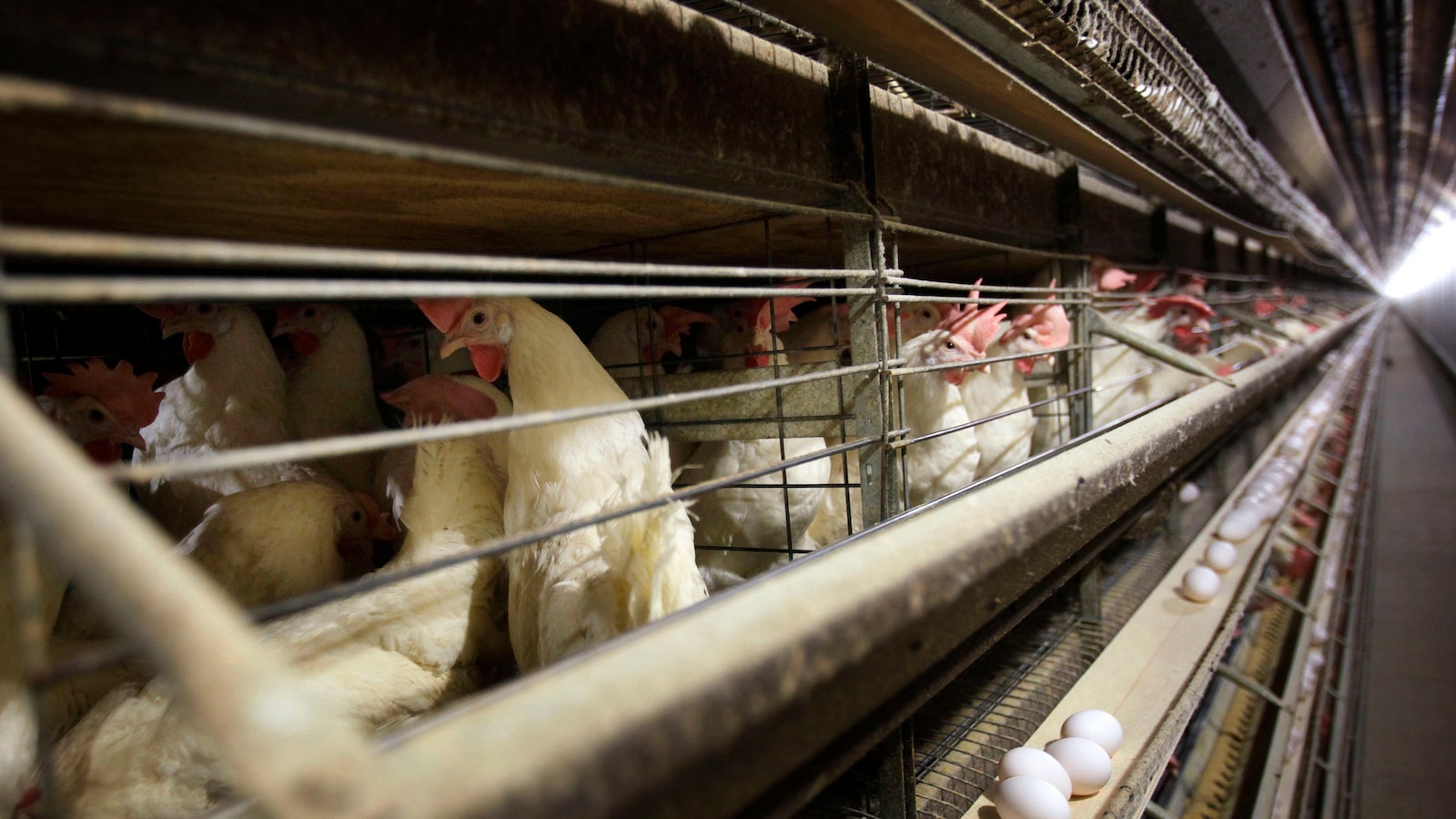 Bird flu outbreak in Iowa egg farm leads to culling of 4.2 million chickens by farmers