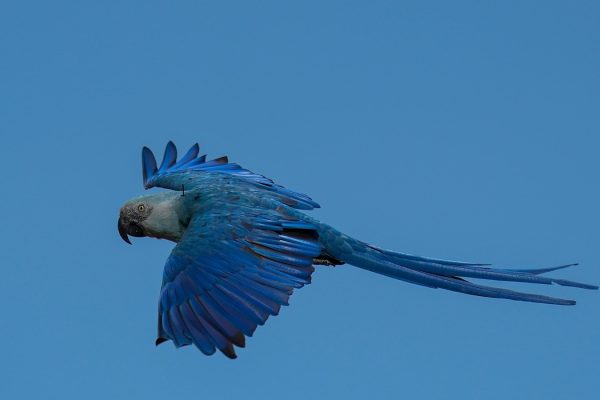 Climate change poses a threat to the recovery of Brazil's Spix's macaw, featured in 'Rio' films