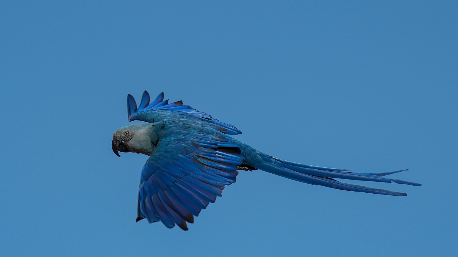 Climate change poses a threat to the recovery of Brazil's Spix's macaw, featured in 'Rio' films