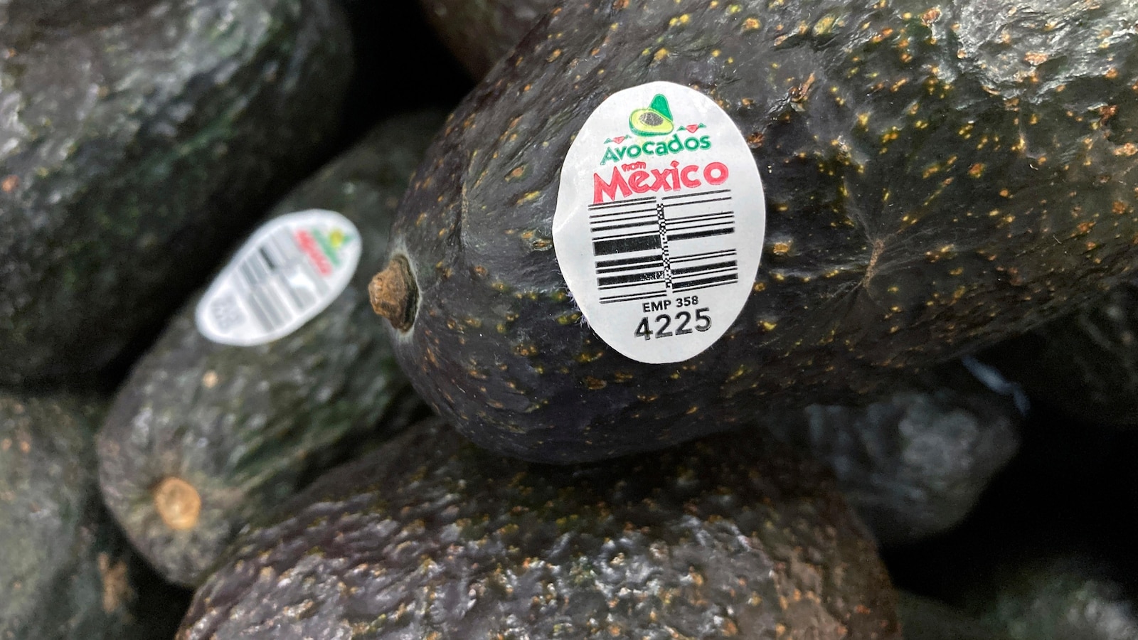 Ambassador announces gradual resumption of avocado inspections in conflictive Mexican state