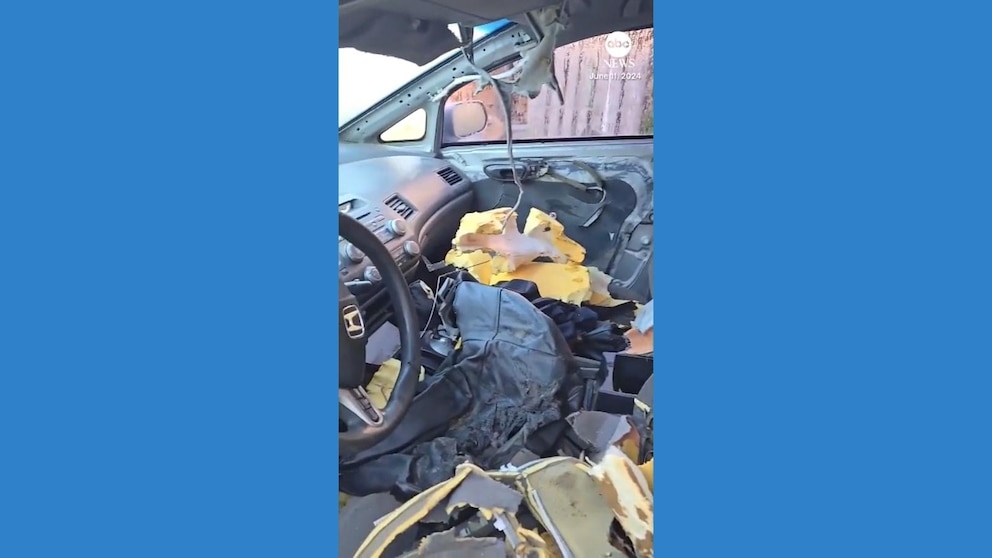 Bear breaks into car and destroys interior before taking a nap on video