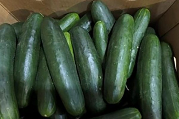 CDC reports possible link between recalled cucumbers and Salmonella outbreak