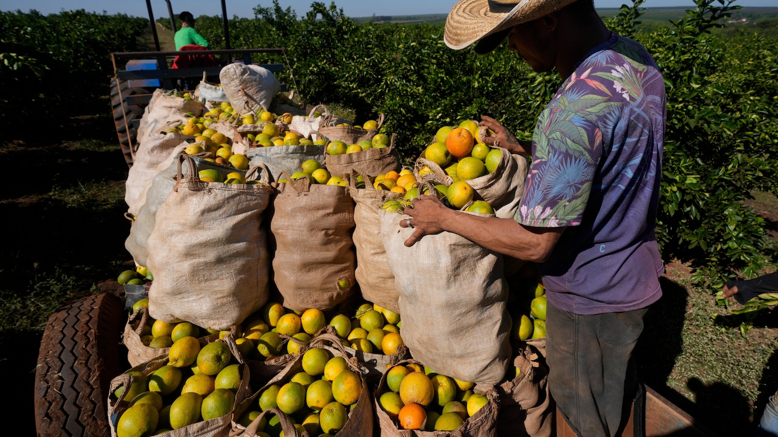 Factors Affecting Orange Juice Prices: Disease and Extreme Weather Could Lead to Prolonged Increases