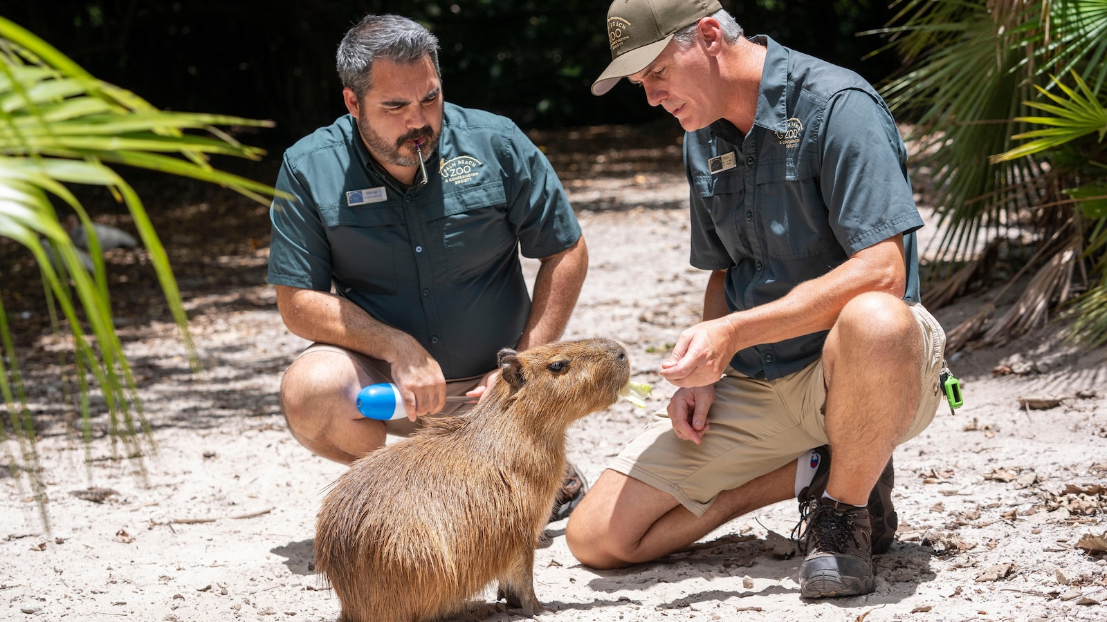 Female Capybara Participates in Breeding Program in Florida to Support Conservation Efforts for South American Rodents