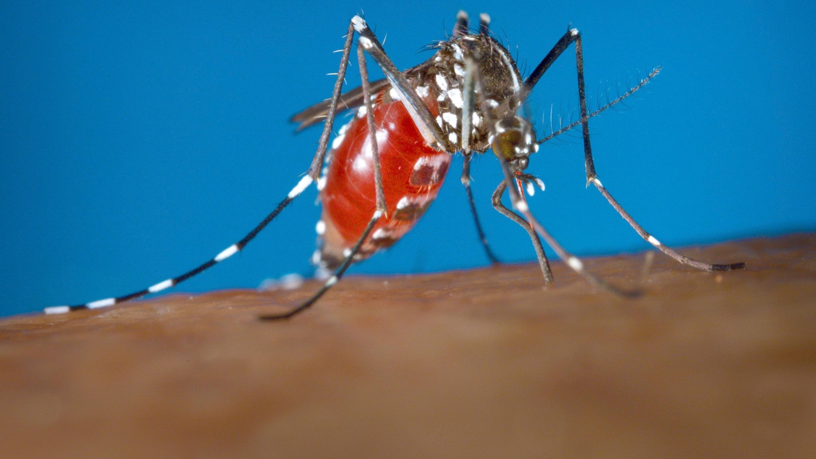 Health Officials Issue Alert for Dengue Cases Increasing Worldwide