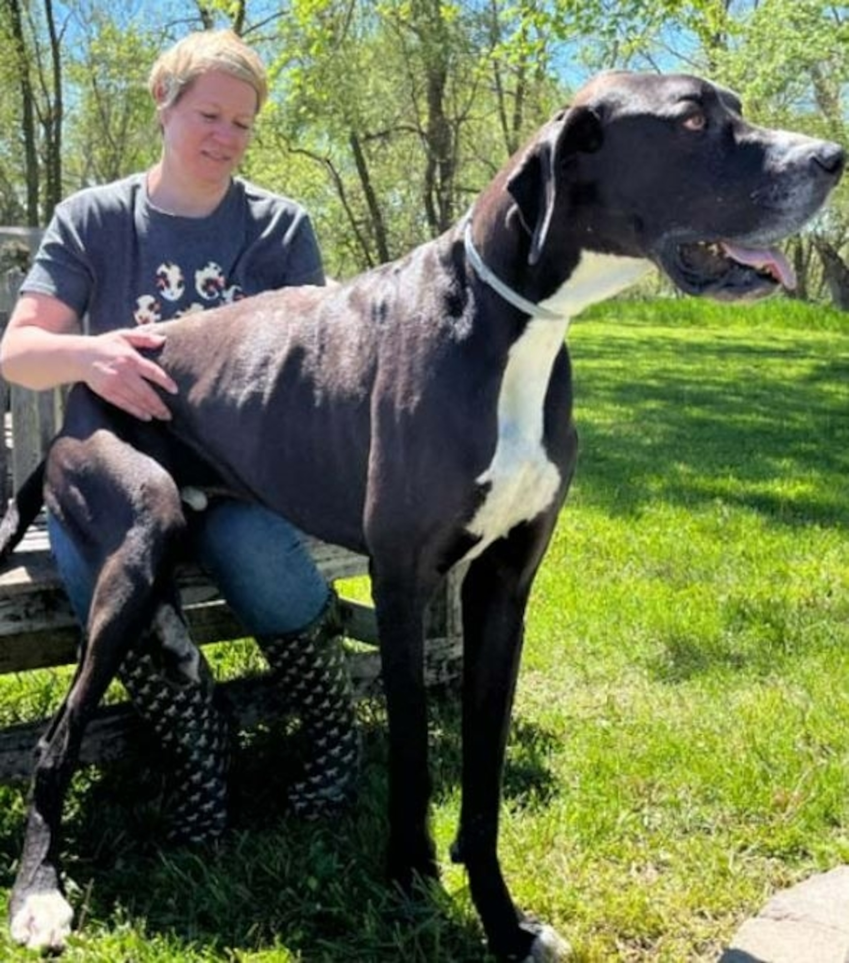 PHOTO: The world’s tallest male dog Kevin who could stretch to approximately 7 feet tall when standing on his hind legs has died just days after his record-breaking achievement was announced to the world, according to Guinness World Records. 
