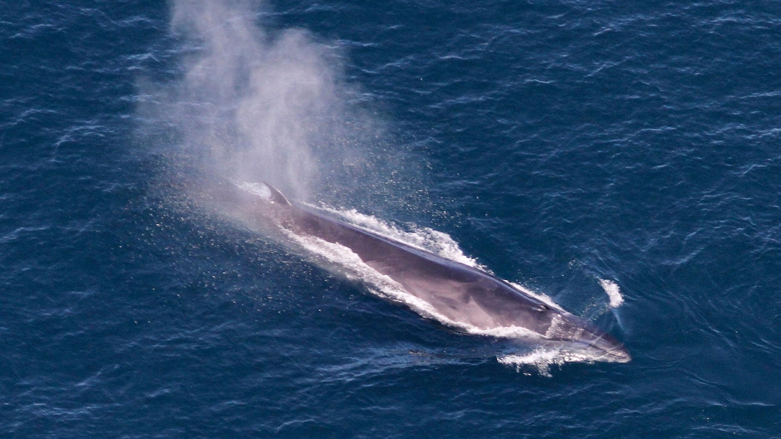 Numerous Whale Sightings, Including Endangered Sei Whales, Reported off the Coast of New England