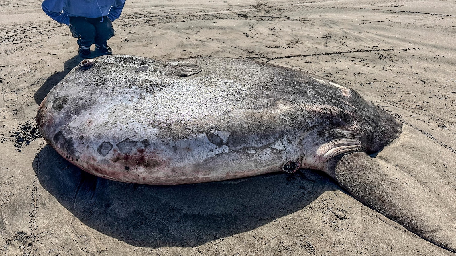 Rare 7-foot fish found washed ashore on Oregon's coast gains global interest