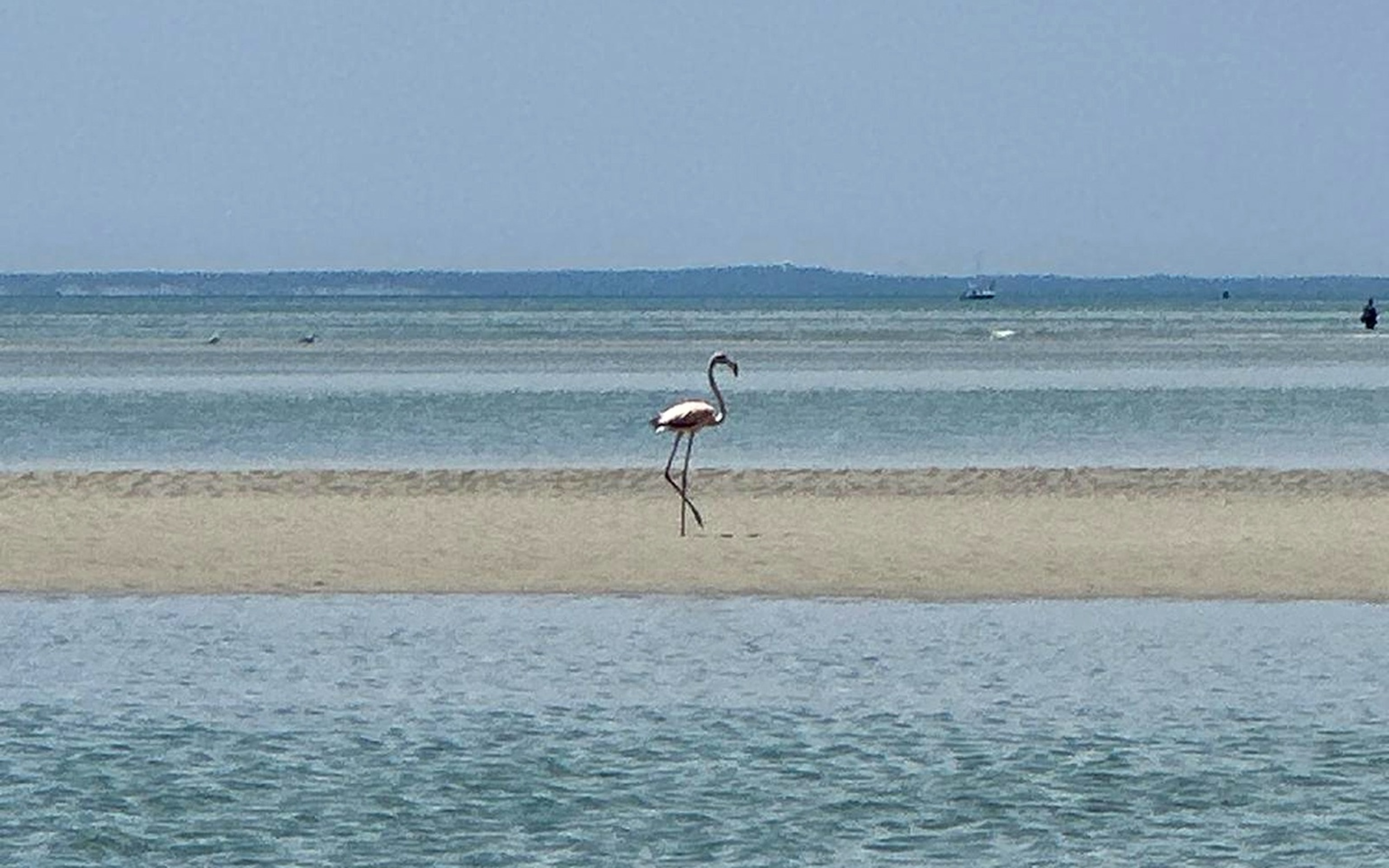 PHOTO: A flamingo is seen in Massachusetts' Cape Cod, at Chapin Beach in Dennis, June 2, 2024.
