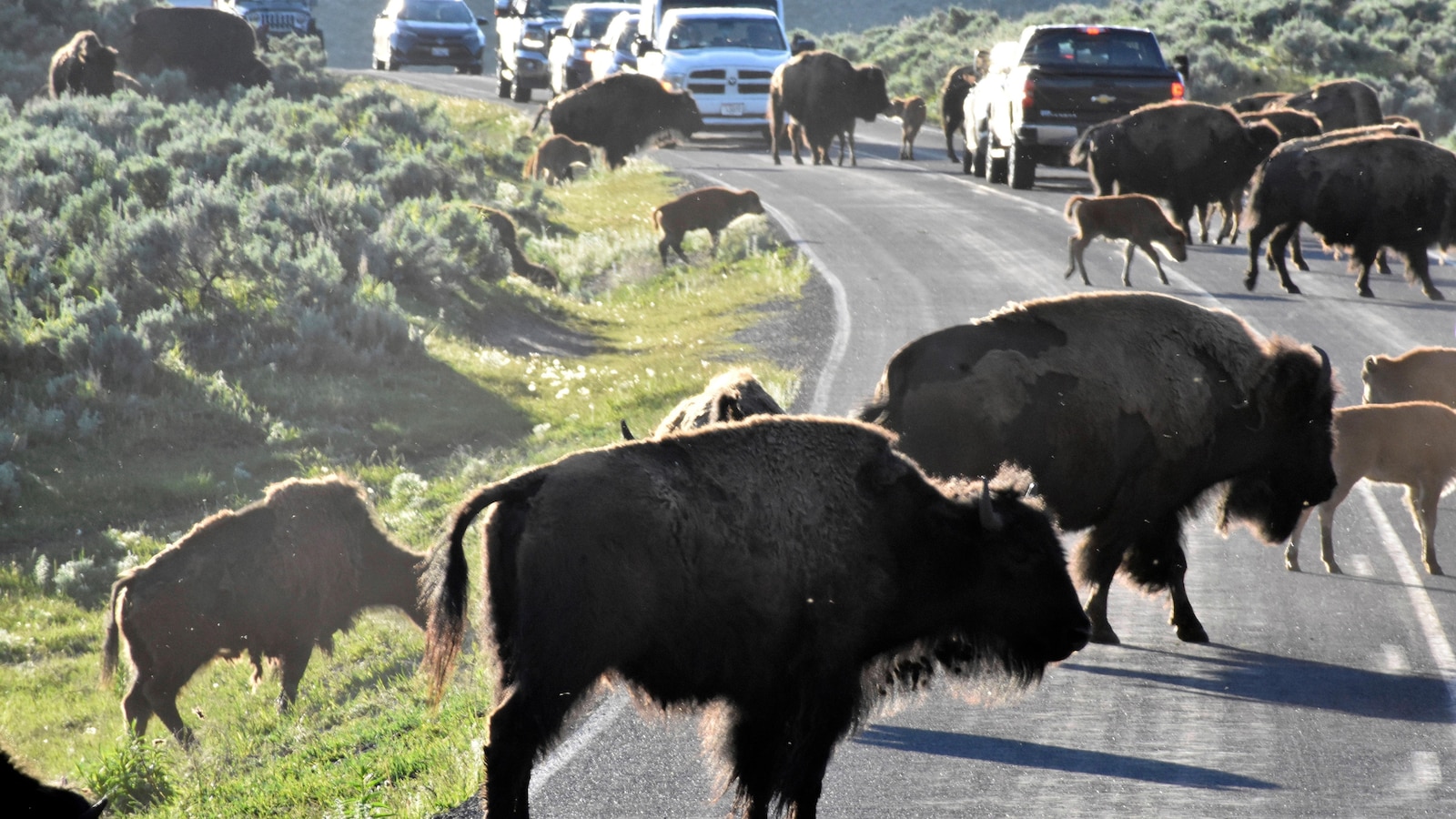 Rare White Buffalo Draws Visitors to Yellowstone National Park