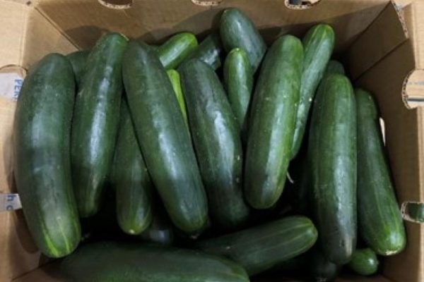 Recall Alert: Whole, Fresh Cucumbers Recalled in 14 States for Possible Salmonella Contamination