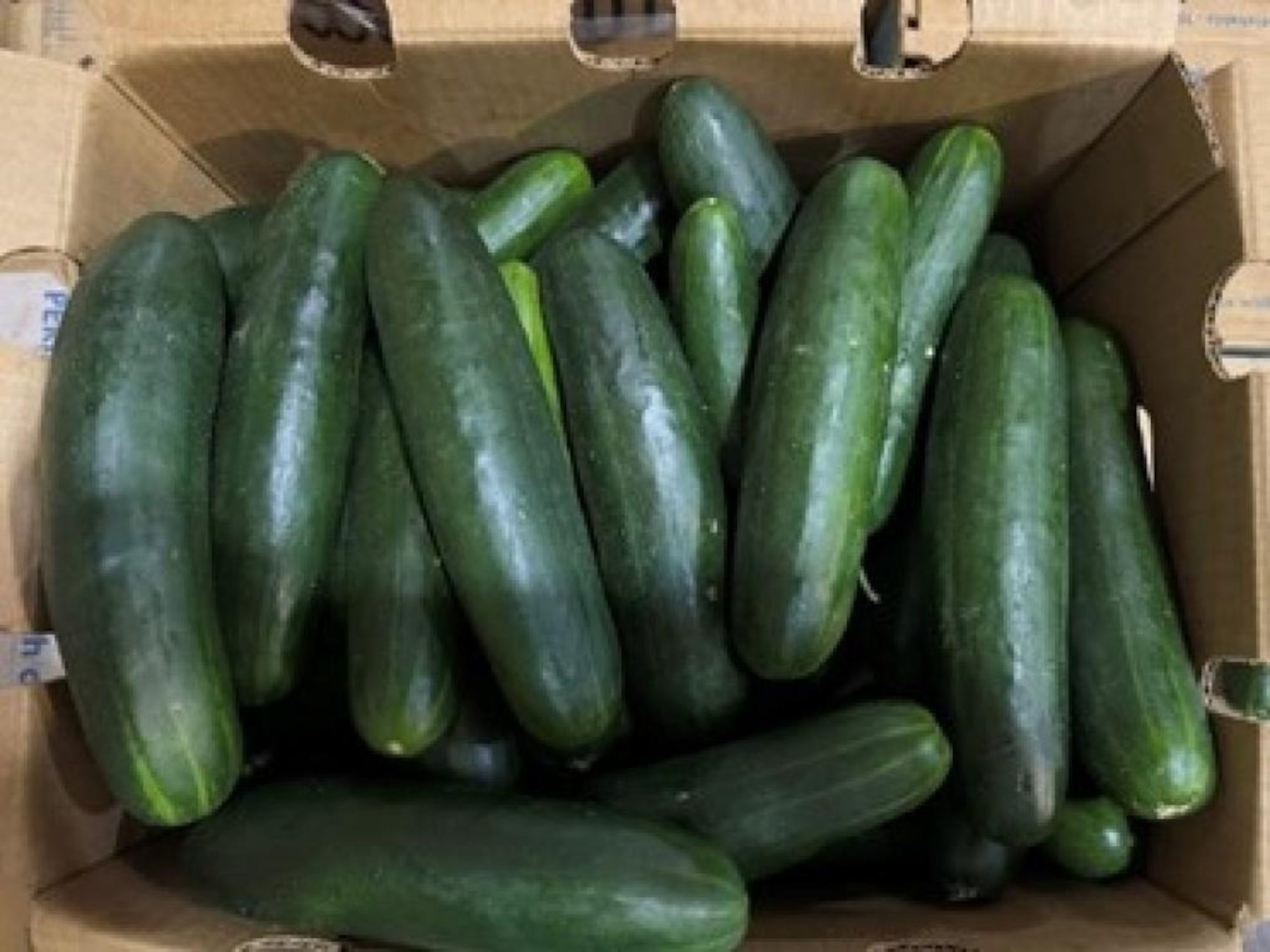 Recall Alert: Whole, Fresh Cucumbers Recalled in 14 States for Possible Salmonella Contamination