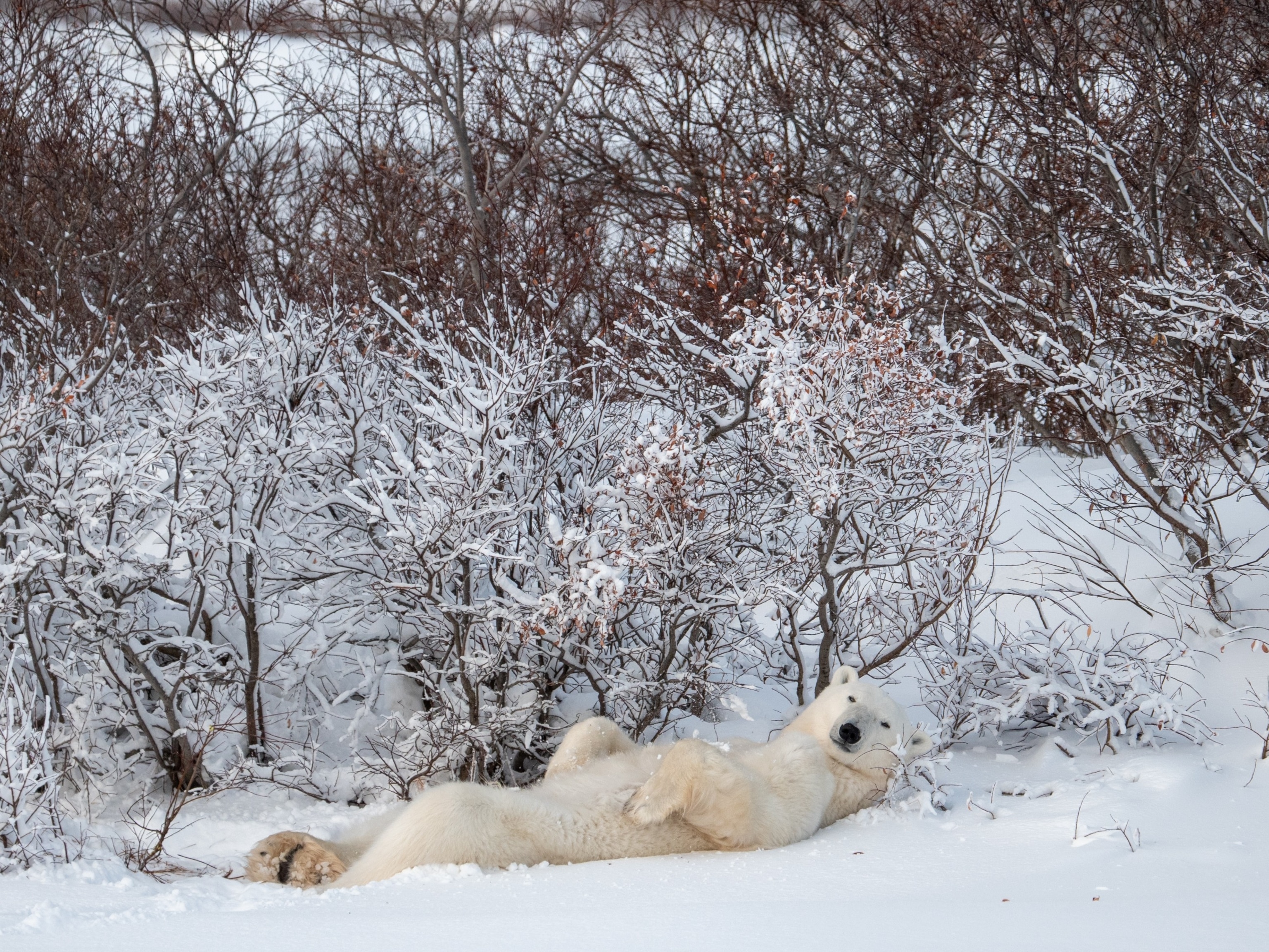 PHOTO: Polar bear ashore in Hudson Bay.  