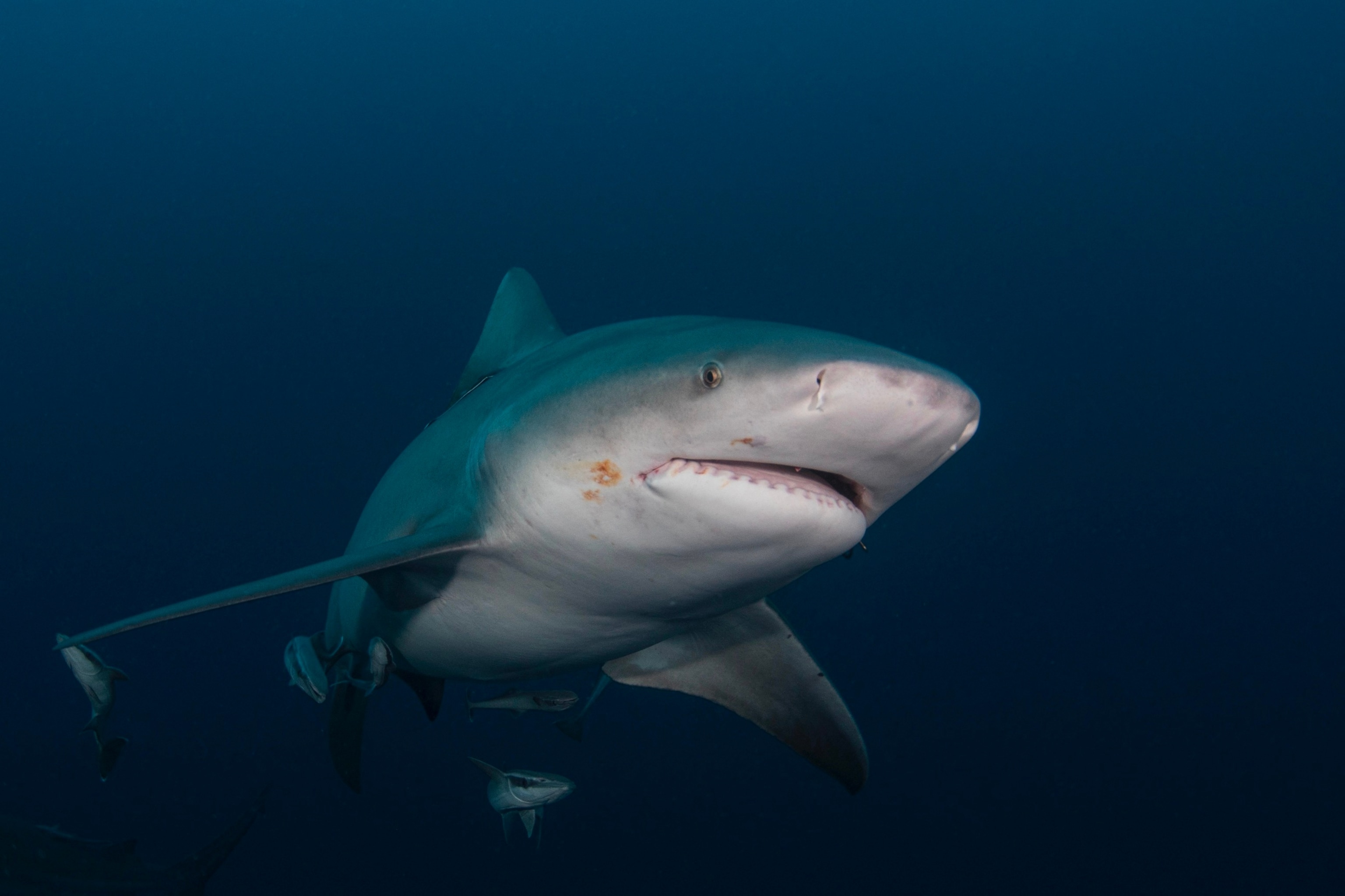 PHOTO: In this undated file photo, a bull shark swims off the coast of Florida.