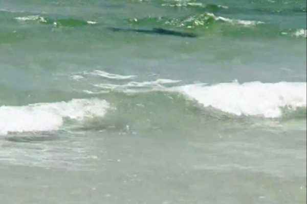 Three swimmers were attacked by sharks off the Florida panhandle.