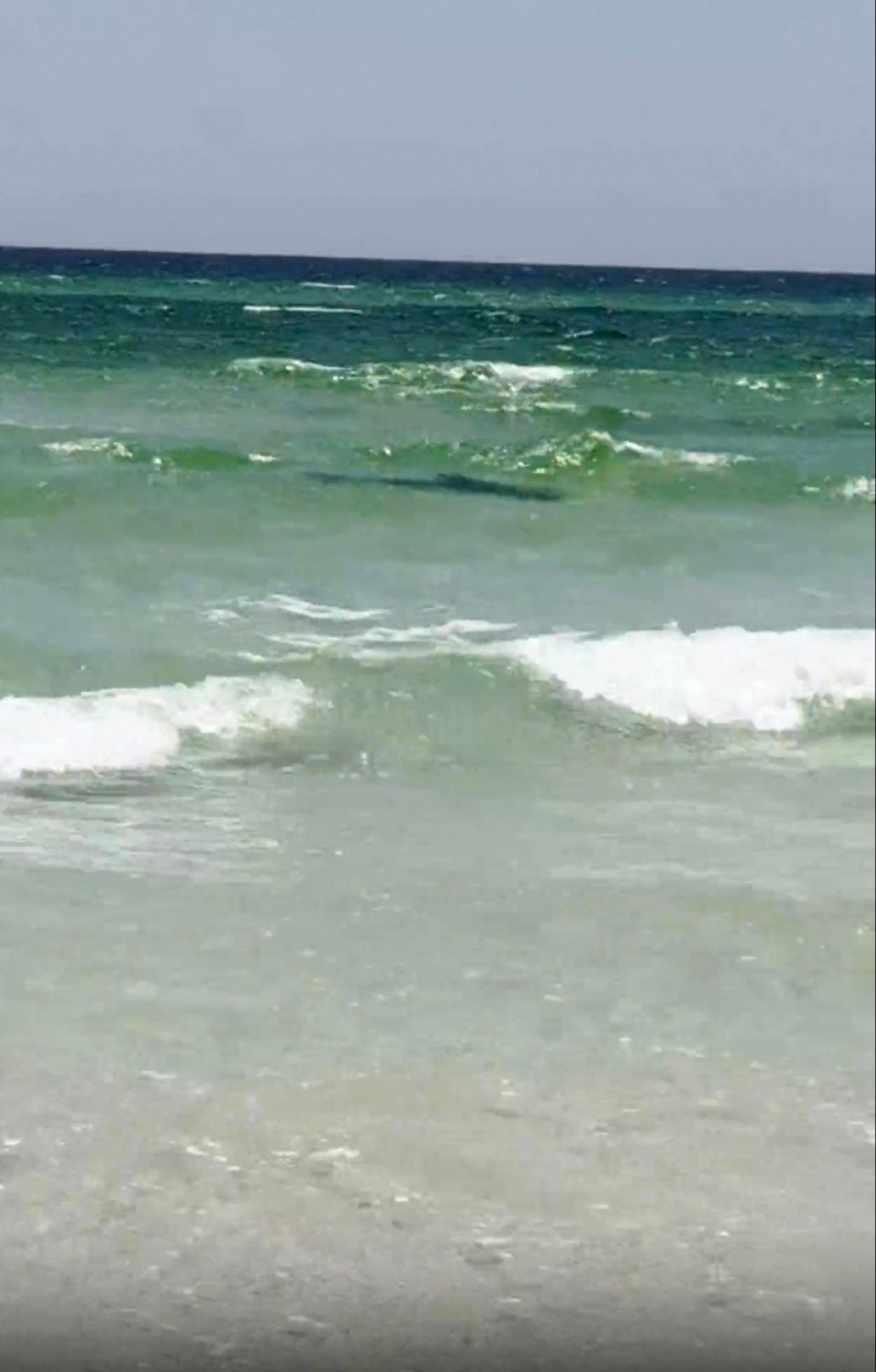 Three swimmers were attacked by sharks off the Florida panhandle.