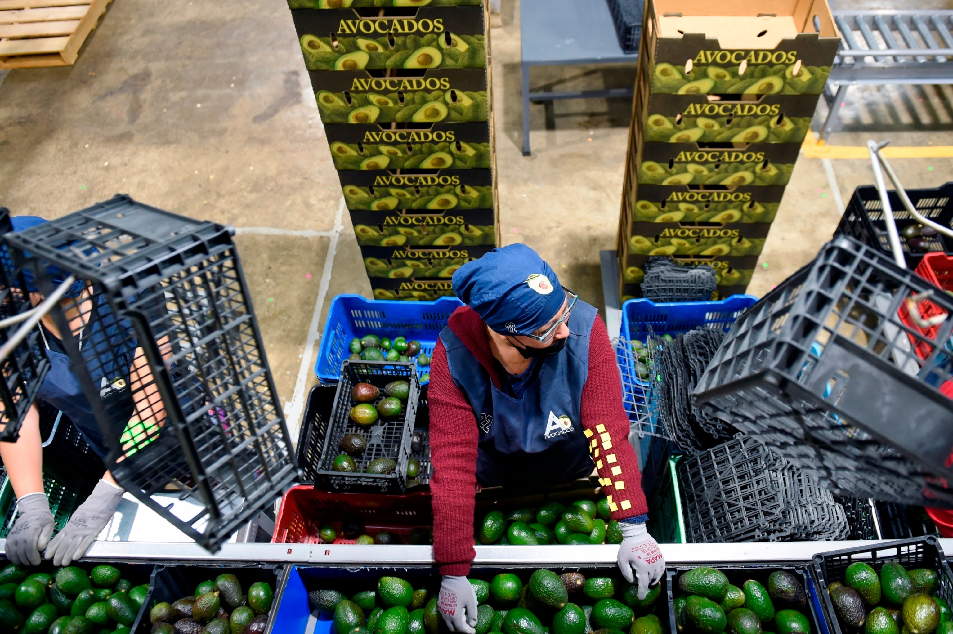 PHOTO: In this Feb. 21, 2022 file photo, employees work at an avocados packing plant in the municipality of Ario de Rosales, Michoacan state, Mexico.