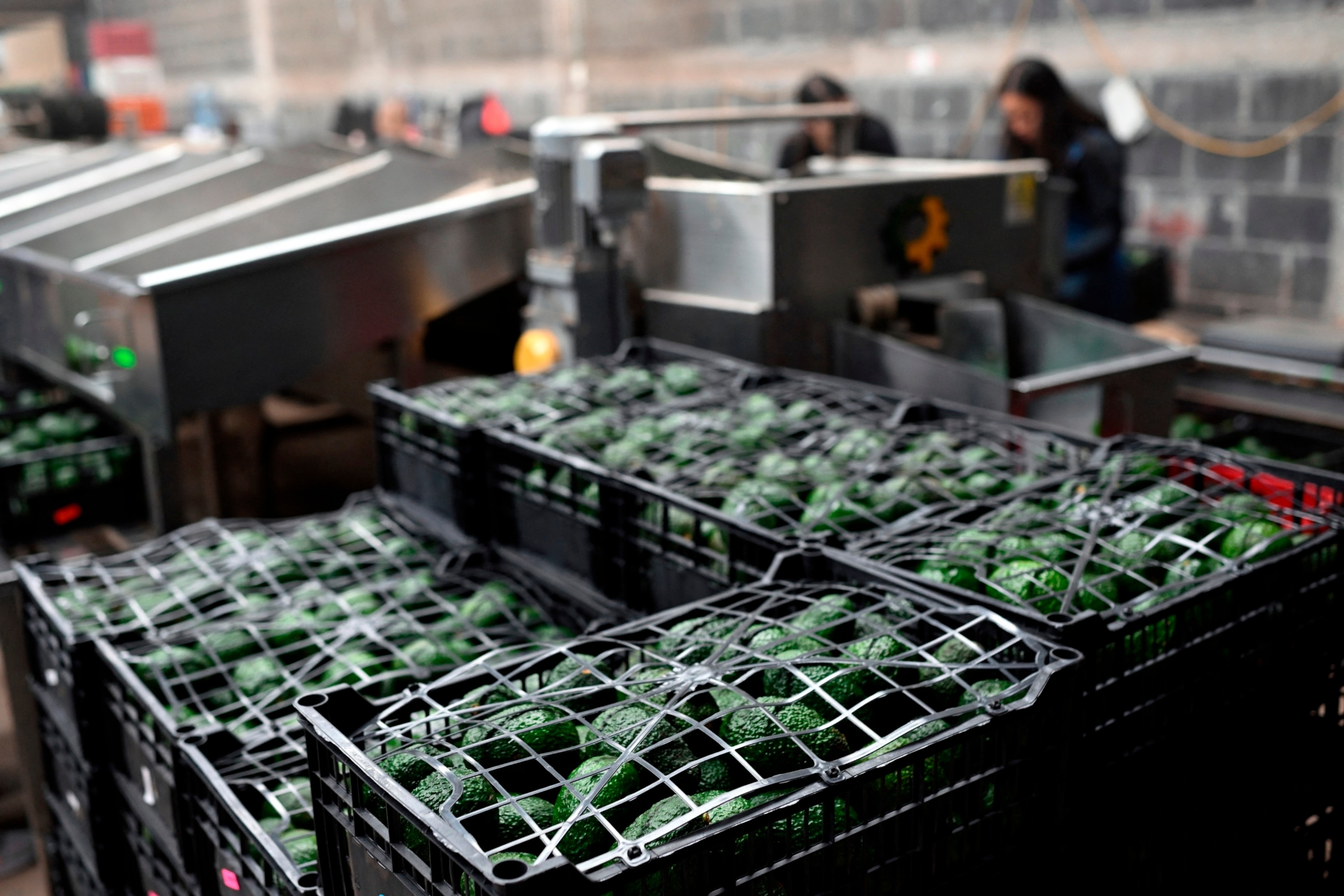 PHOTO: Avocados are seen in boxes at a packing plant, Sept. 21, 2023, in Michoacan State, Mexico.