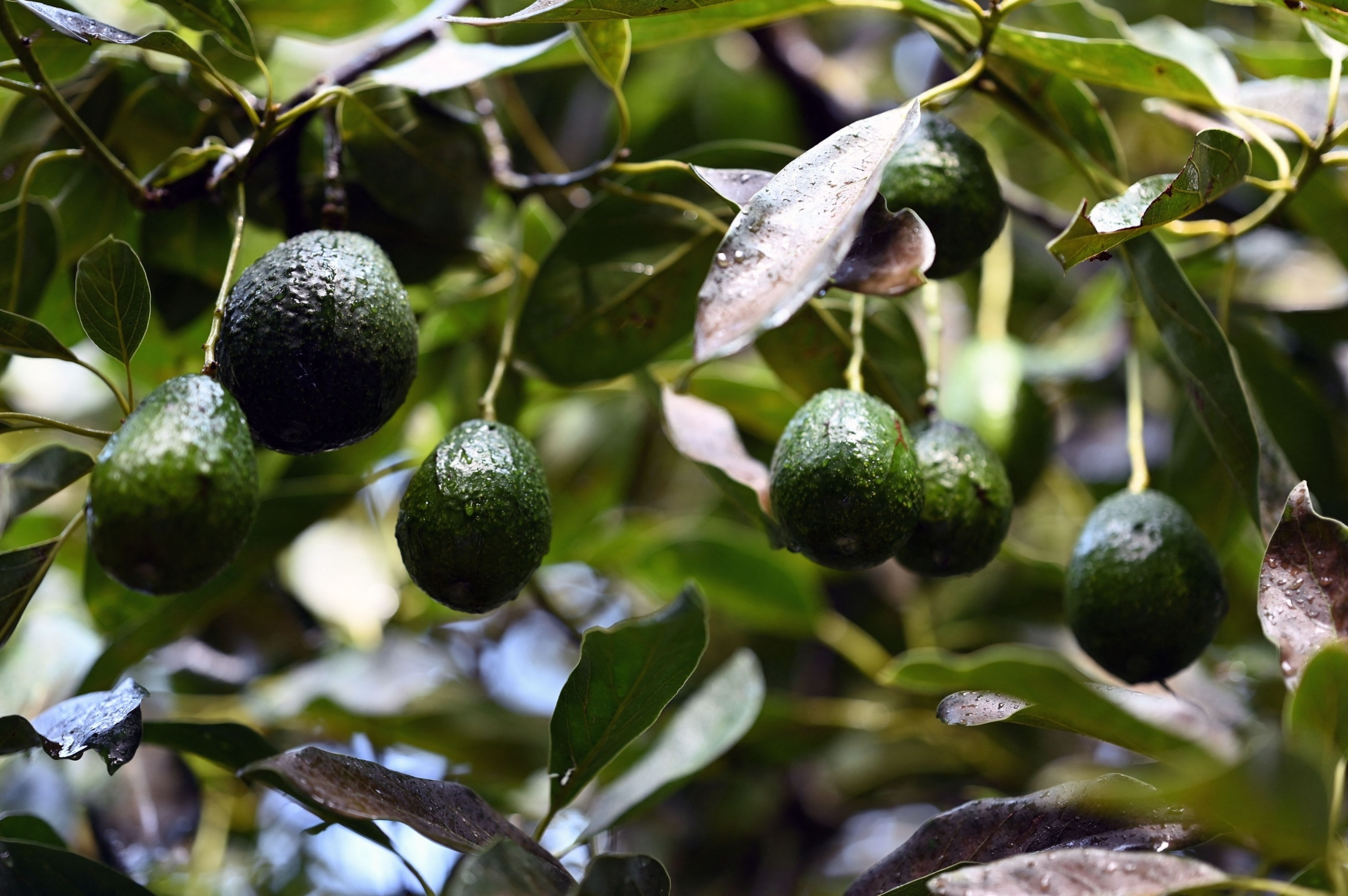 PHOTO: Avocados are seen growing on trees in an orchard, Sept. 21, 2023, in the Michoacan State, Mexico.