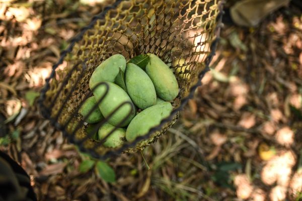 USDA halts avocado and mango inspections in Mexican state over security concerns