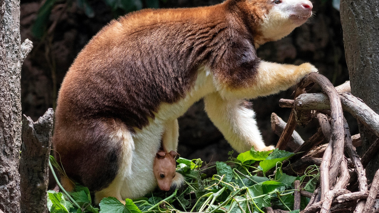 A baby tree kangaroo at the Bronx Zoo emerges from its mother's pouch at 7 months old